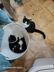 The Autumnal Christmas Chronicles Preamble - Thread 2 further ramblings