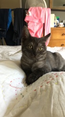 Board for owners of the most beautiful cats