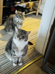 Board for owners of the most beautiful cats