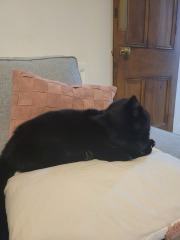 Indoor cat missing