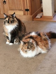 Maincoon kitten