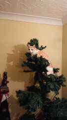 First time cat owner. Will the cat wreck my Xmas tree ?