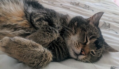 Ageing Cat. Support.