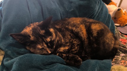 I want to go to bed but I'm cat trapped...