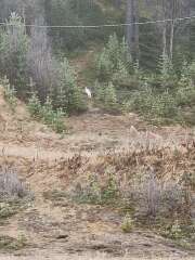 The Nigel Slater Christmas Chronicles Readalong 2024