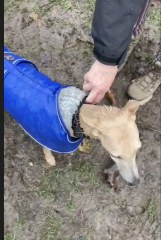 Whippet Puppy Advice?