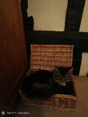 Board for owners of the most beautiful cats