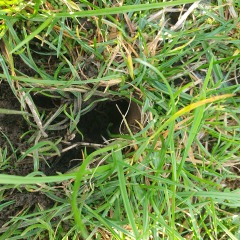 Fed up of cats pooing in my garden. What can I do to deter them?