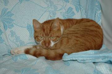 Ginger cat name suggestions please