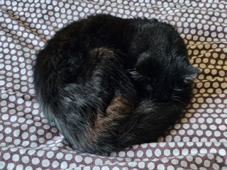 Trick or Cat Treat? The Excellent Cats do Halloween