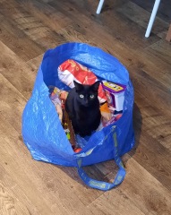 Black cat appreciation (pics please)
