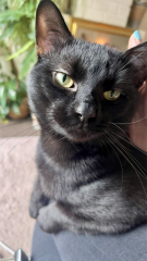 Black cat appreciation (pics please)