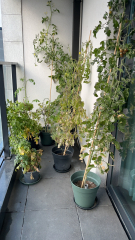 The Vegetable Patch 2024/2025