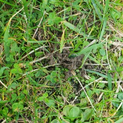 Fed up of cats pooing in my garden. What can I do to deter them?