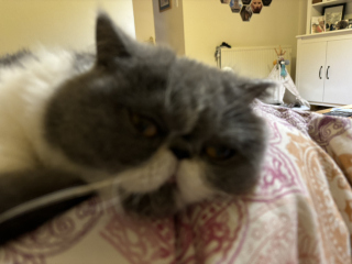 I want to go to bed but I'm cat trapped...