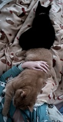 One or two cats?