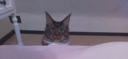 Come and tell me your dull and unexciting news 31: Calmly through the day