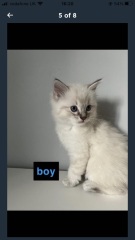 What would you name my daughter's new kitten (with pics!)?