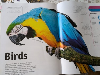 Non-fiction book ideas for 5 year old