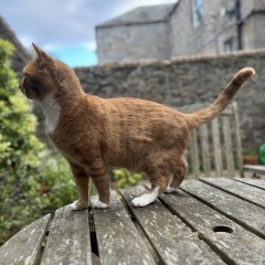 Board for owners of the most beautiful cats