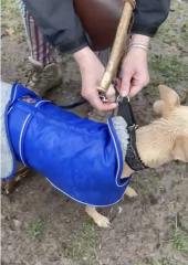 Whippet Puppy Advice?