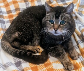 Ageing Cat. Support.