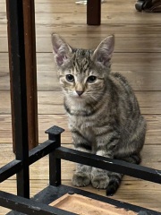 Nervous rescue kittens