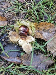 The Autumnal Christmas Chronicles Preamble - Thread 2 further ramblings