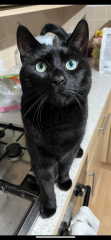 Black cat appreciation (pics please)