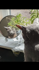 Board for owners of the most beautiful cats