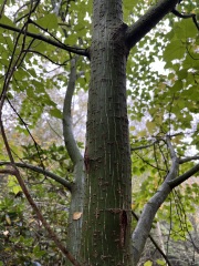 Can anyone tell me what this tree is?