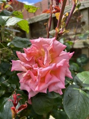 Which roses do you have?
