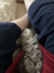Enter Cat Four