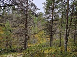 The Autumnal Christmas Chronicles Preamble - Thread 2 further ramblings