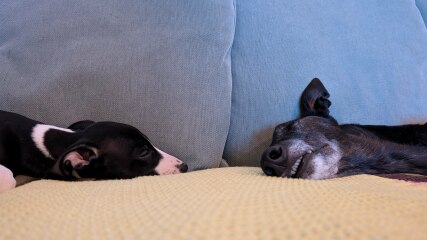 Whippet Puppy Advice?