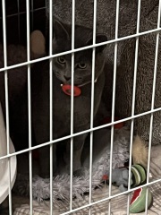 Cage rest