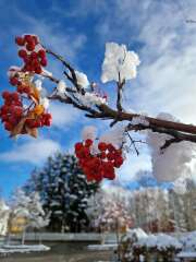 The Autumnal Christmas Chronicles Preamble - Thread 2 further ramblings