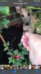 To think raising a problem frree dog used to be easier?