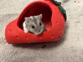 Pets for kids - am I'm missing something...