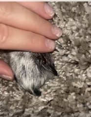 Red lump on dogs paw