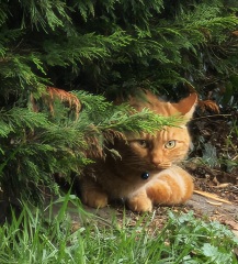 Trick or Cat Treat? The Excellent Cats do Halloween