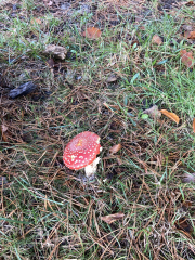 The Nigel Slater Christmas Chronicles Readalong 2024