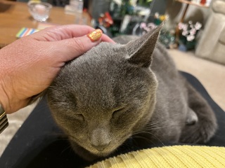 Flounders or Flouncers? The Excellent Cats continue their important debate