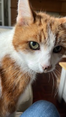 Ageing Cat. Support.