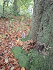 The Nigel Slater Christmas Chronicles Readalong 2024