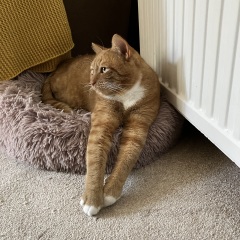 Flounders or Flouncers? The Excellent Cats continue their important debate