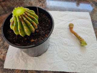 Any cactus experts about?