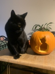 Black cat appreciation (pics please)