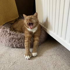 We're getting a cat... please advise