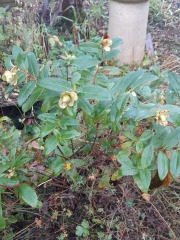 What have you done in the garden today? Part 6